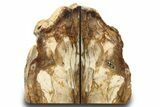 Tall, Colorful Petrified Wood Bookends - Adventitious Roots! #271393-1